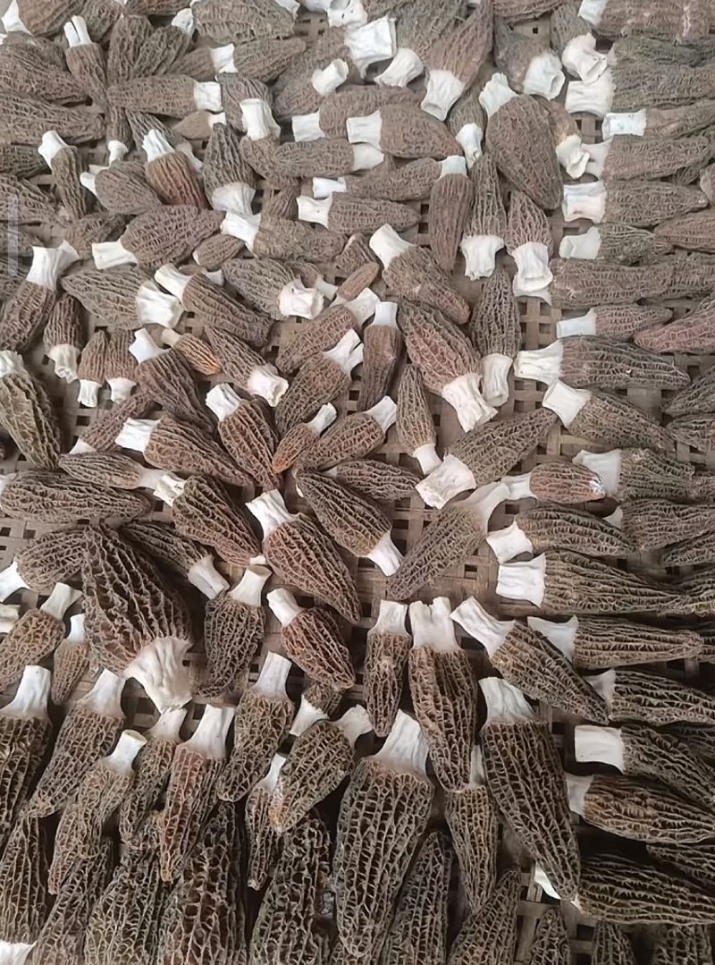 羊肚菌菌中黄金，肉质饱满，菌香浓郁，煲汤一绝。