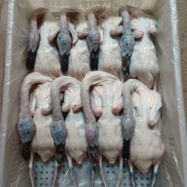 黑嘴麻鸭，各种规格齐全质量保证全国冷链发货