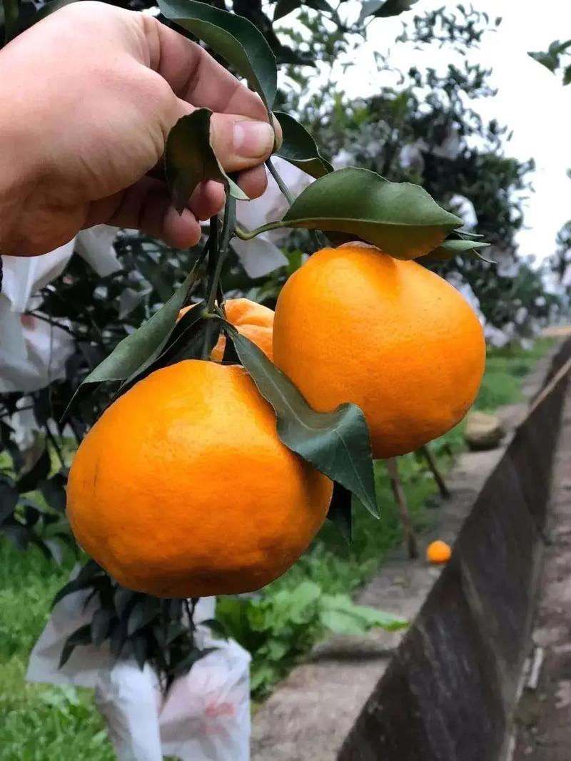 春见，耙耙柑