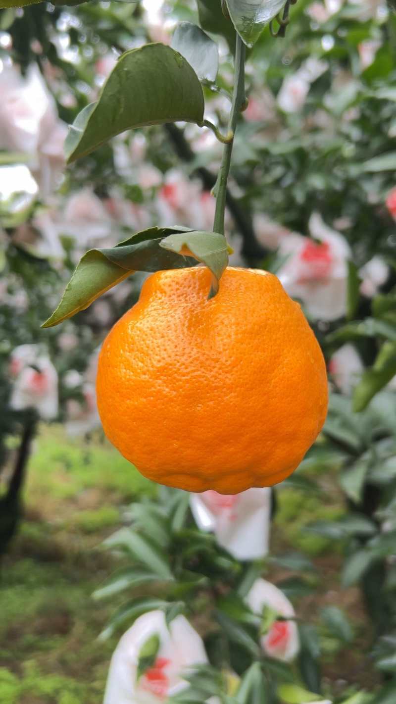 春见，耙耙柑