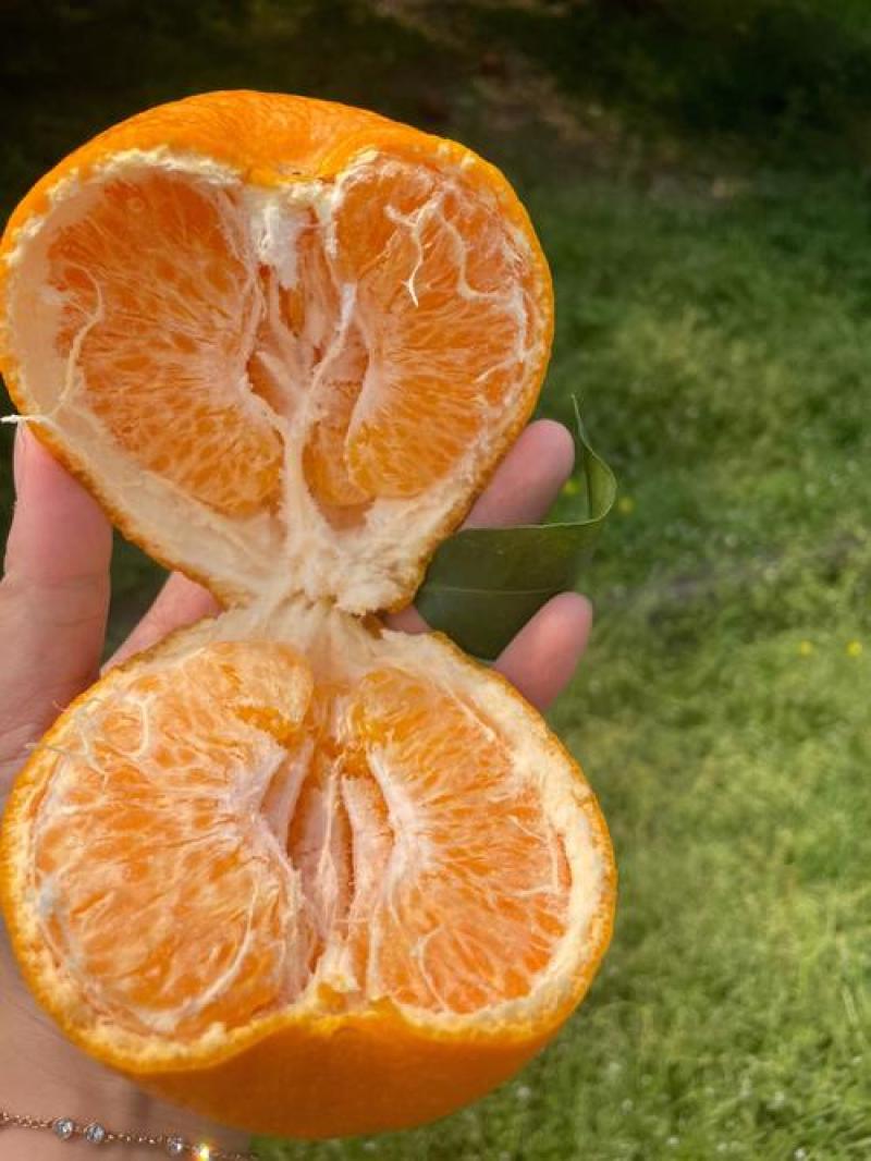 春见，耙耙柑