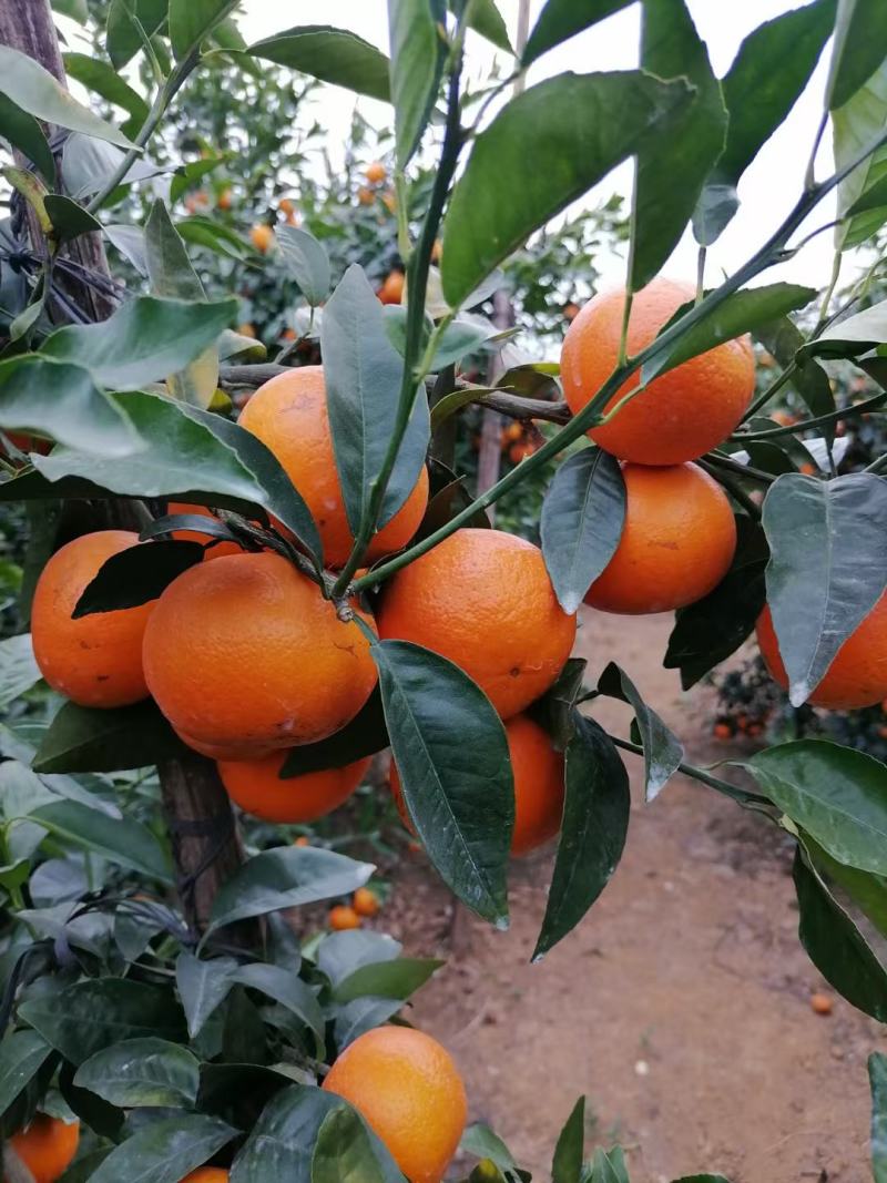 横县沃柑