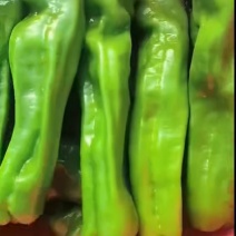 辣椒