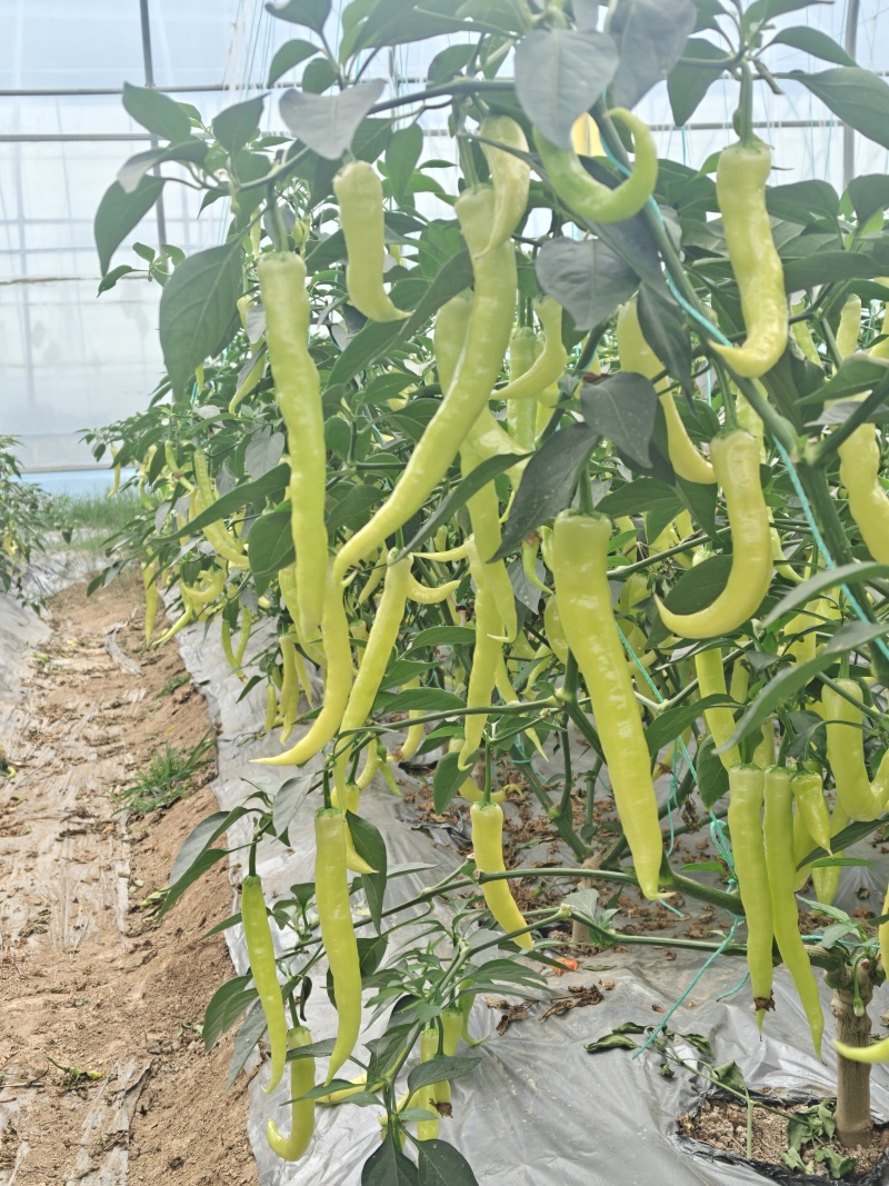 衢椒一号白辣椒