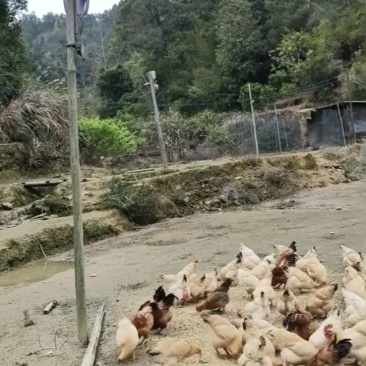 和平县大罗村农家鸡