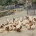 和平县大罗村农家鸡