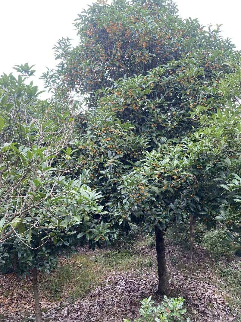 桂花5-15公分