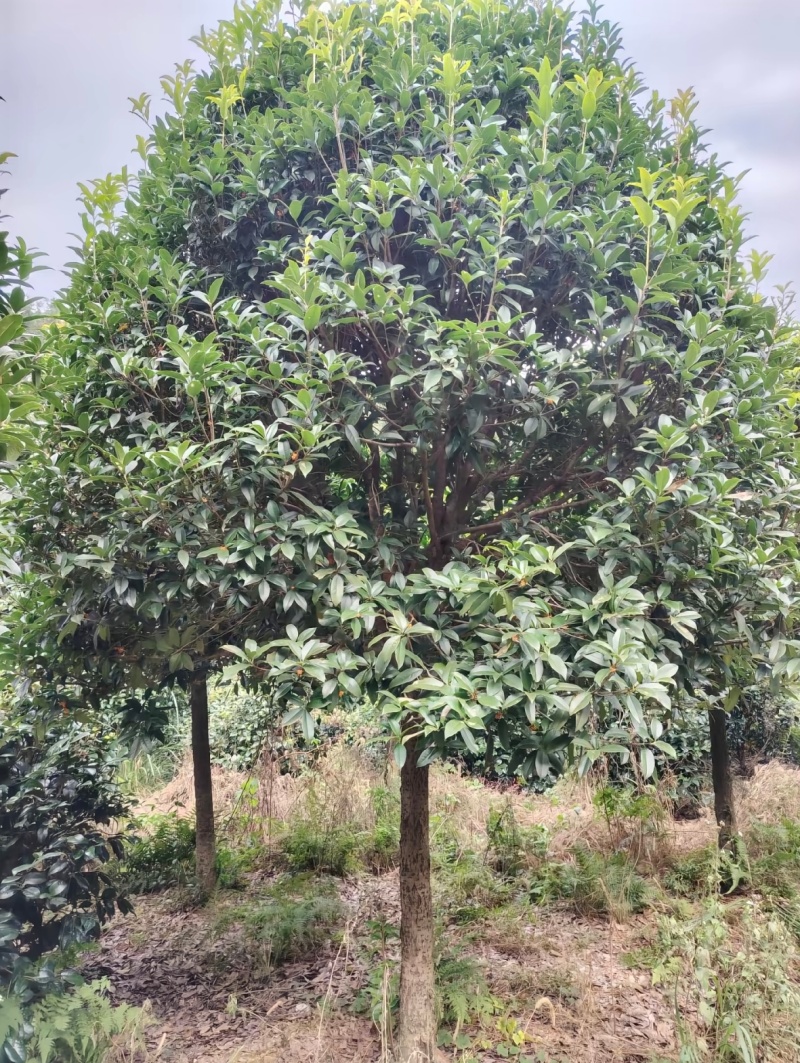 桂花5-15公分