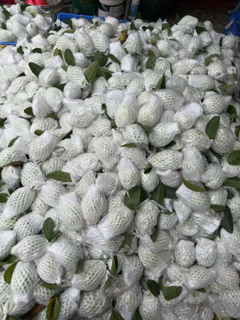 白心番石榴