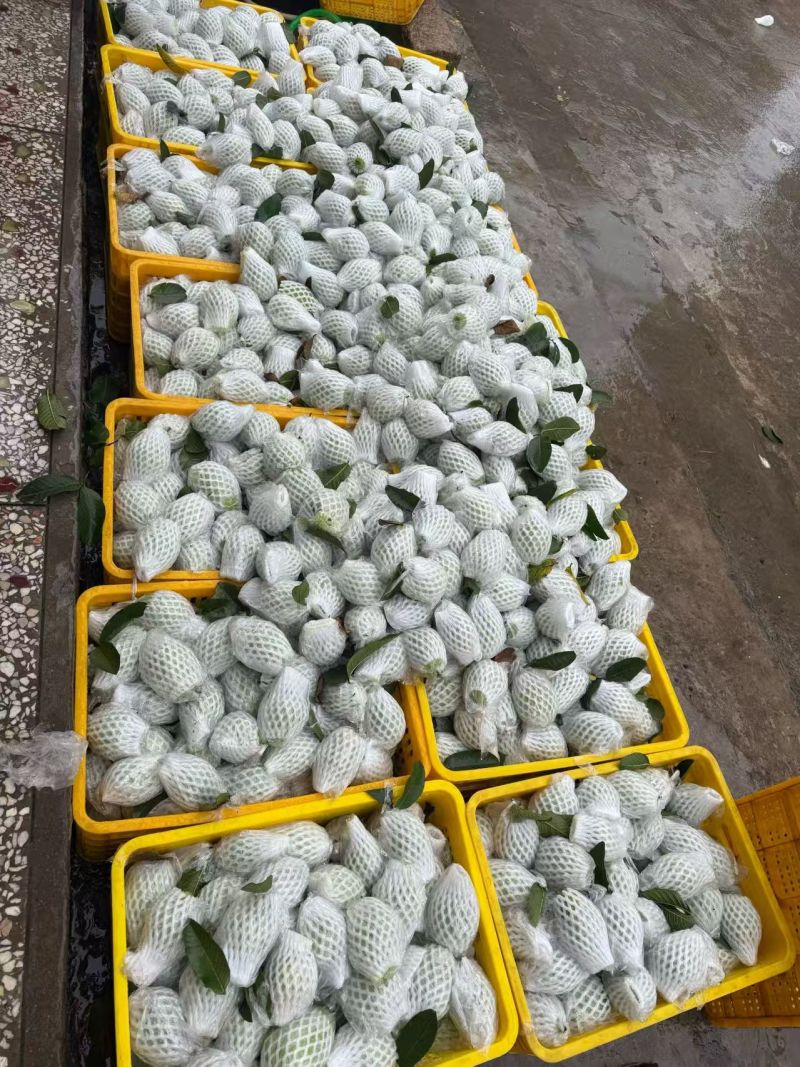 白心番石榴