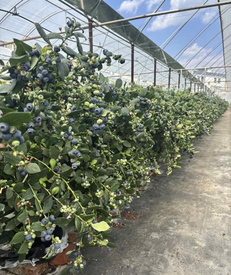 云南蒙自L25花香蓝莓