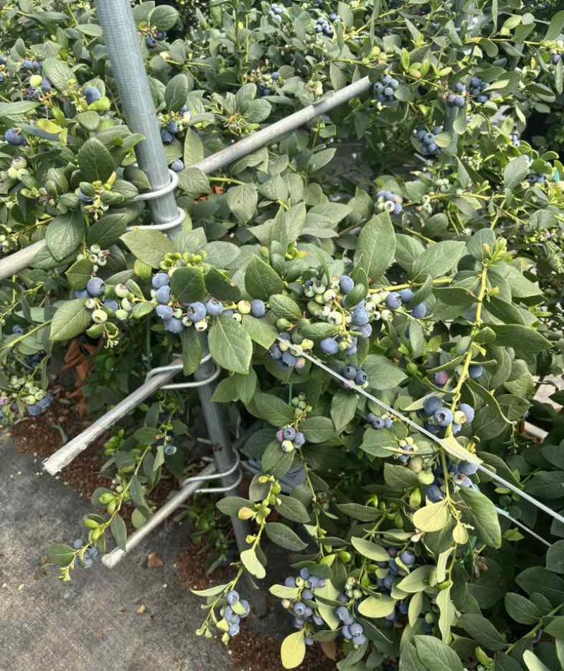 云南蒙自L25花香蓝莓