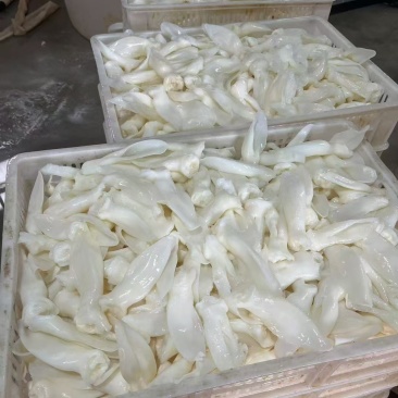 漂白兔耳朵2.5吨左右
