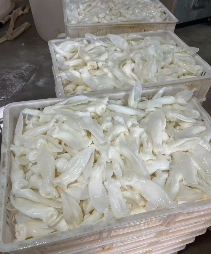 漂白兔耳朵2.5吨左右