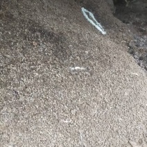 兔粪