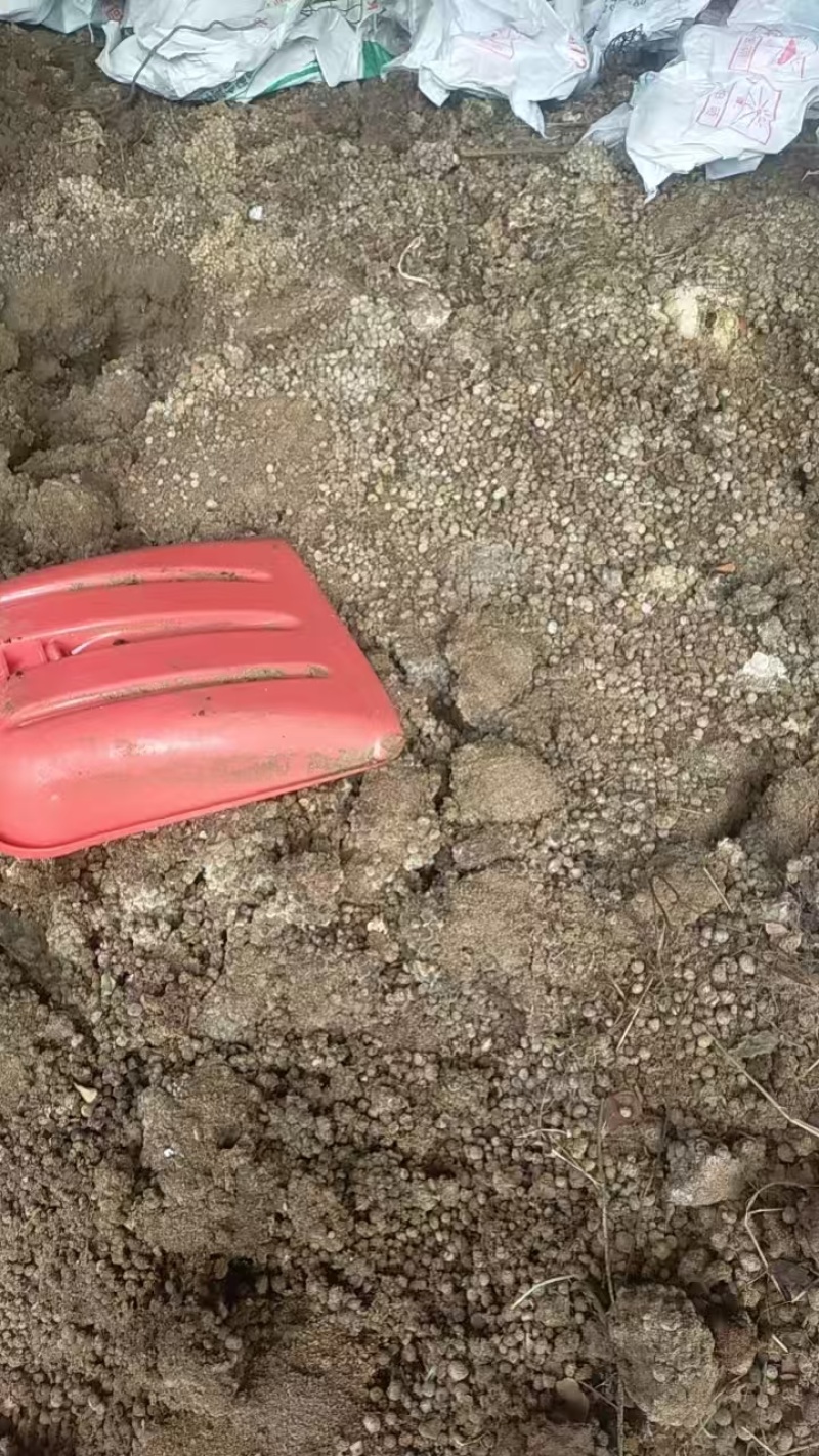 兔粪