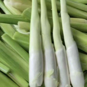 茭白
