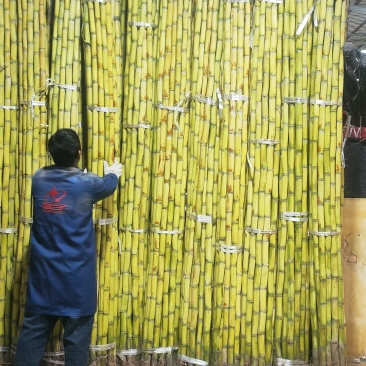 黄金甘蔗