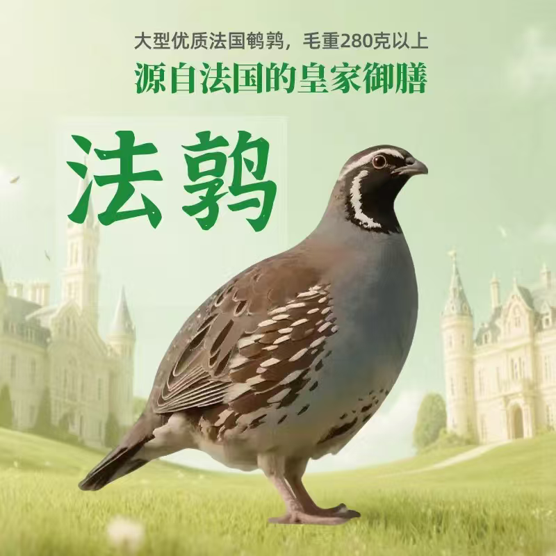 法国鹌鹑