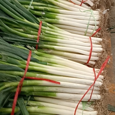 启东大葱