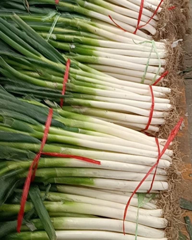 启东大葱