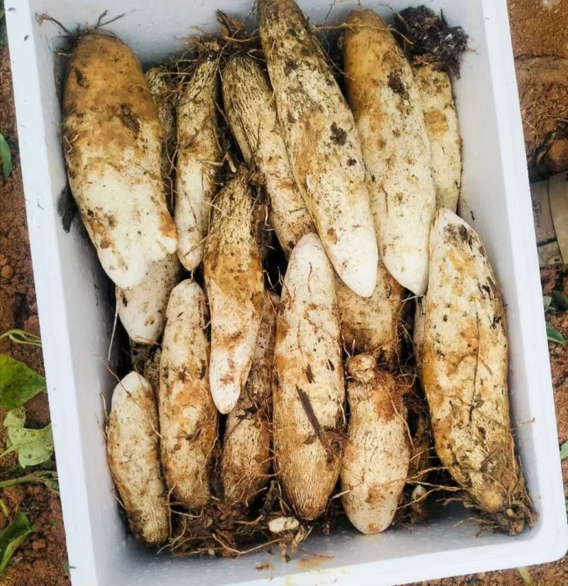灵芝山药，秤砣山药
