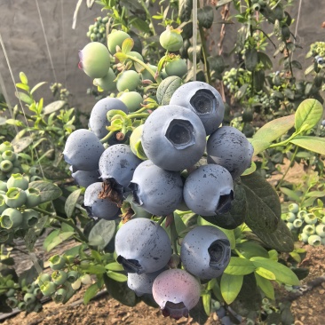 蓝莓F6
