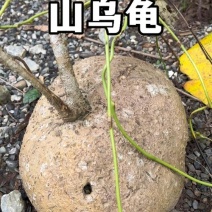 山乌龟