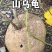 山乌龟