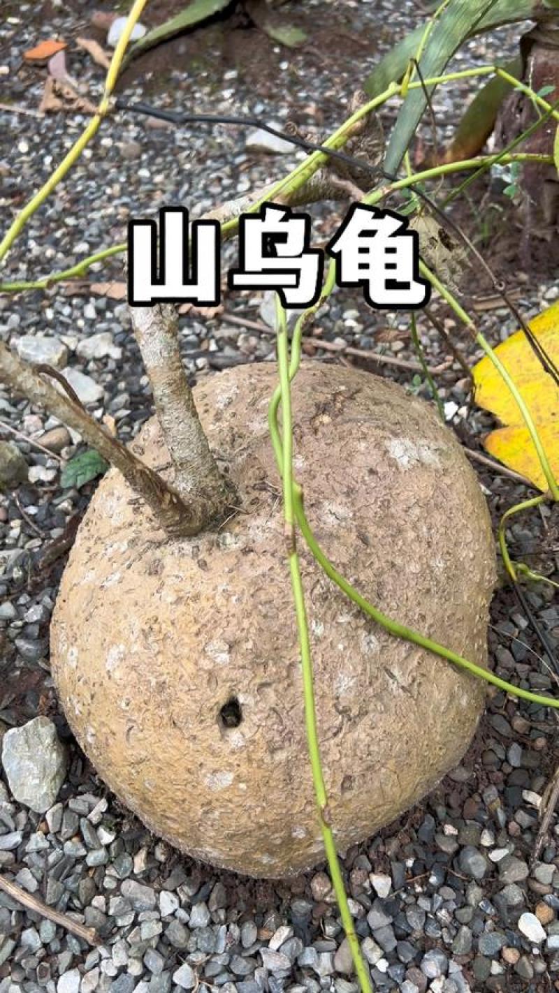 山乌龟