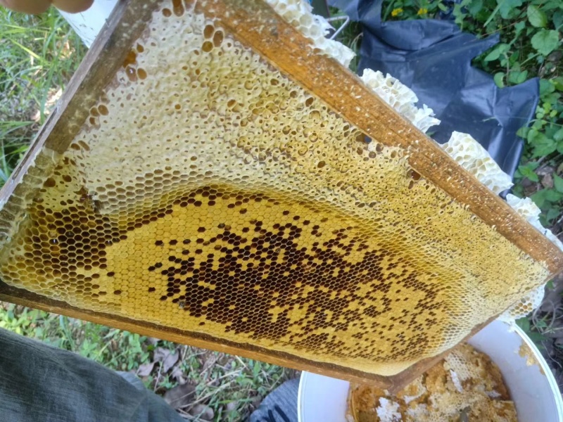 土蜂蜜