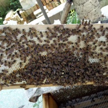 土蜂蜜