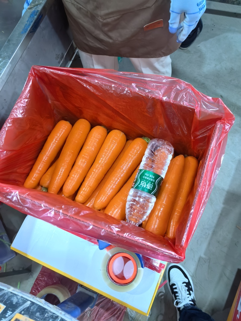 福建胡萝卜