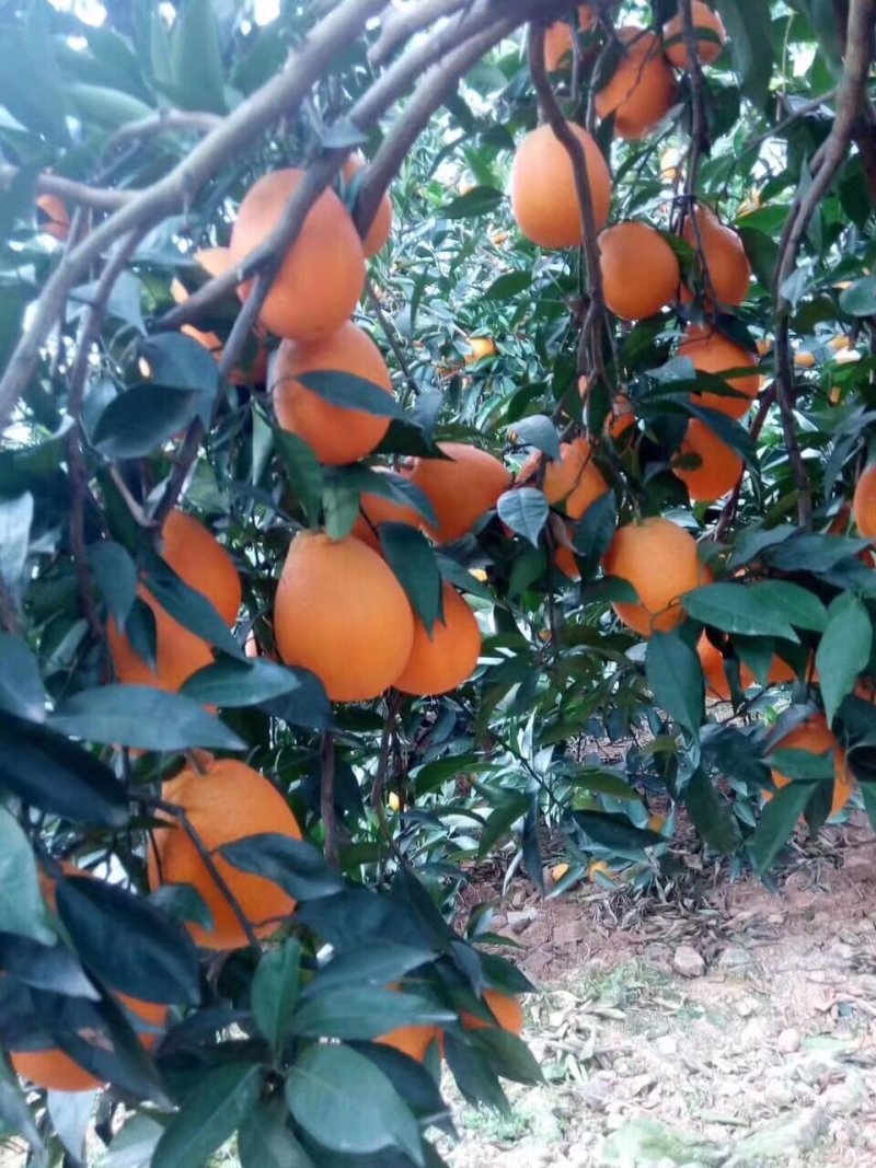 正宗奉节脐橙
