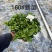 栀子花（种植基地批发）