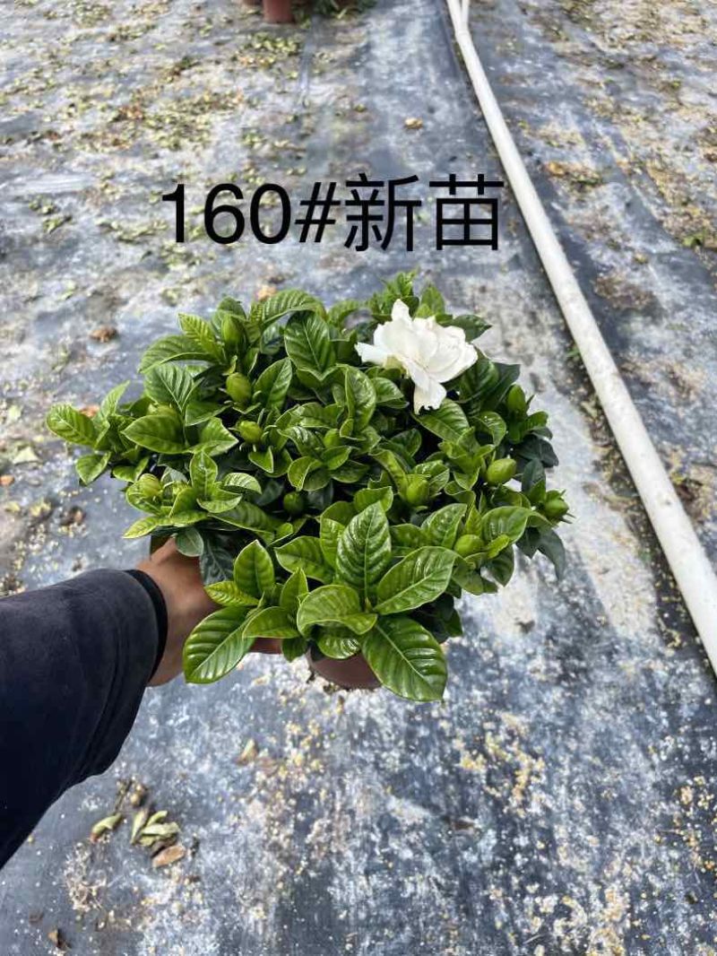 栀子花（种植基地批发）