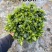 栀子花（种植基地批发）