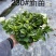 栀子花（种植基地批发）