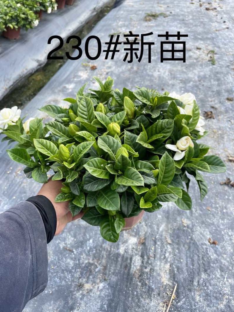 栀子花（种植基地批发）