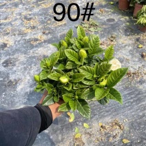 栀子花（种植基地批发）