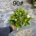 栀子花（种植基地批发）
