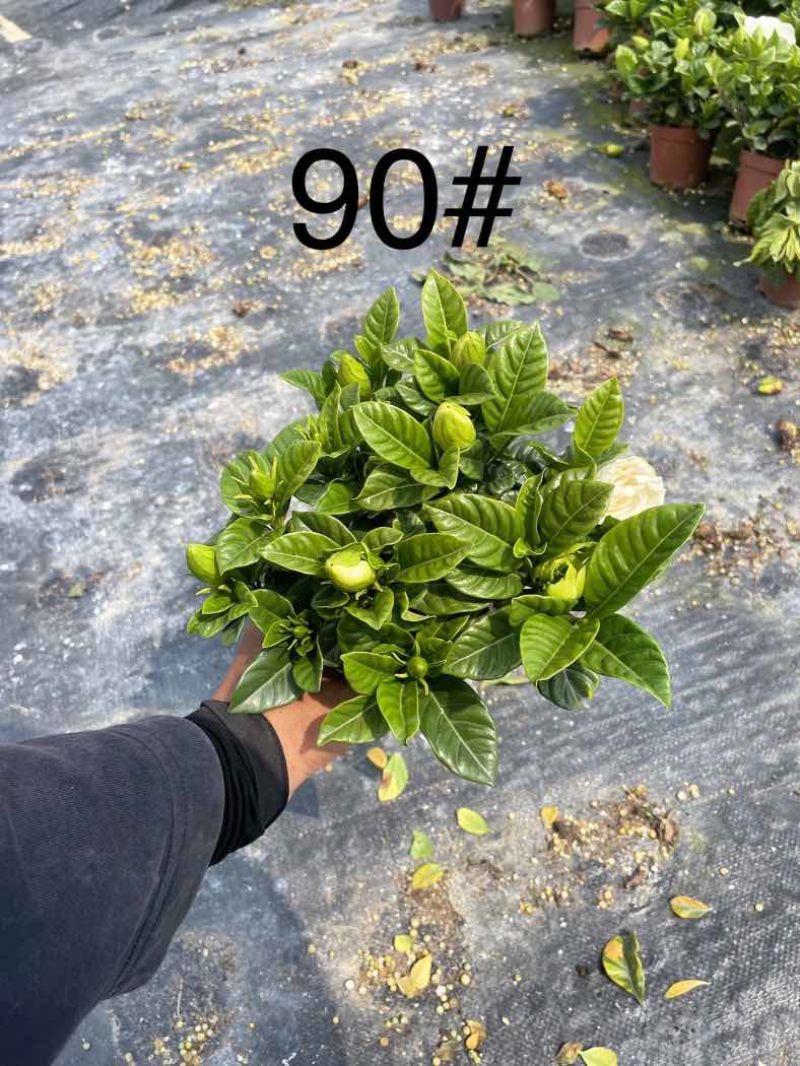 栀子花（种植基地批发）