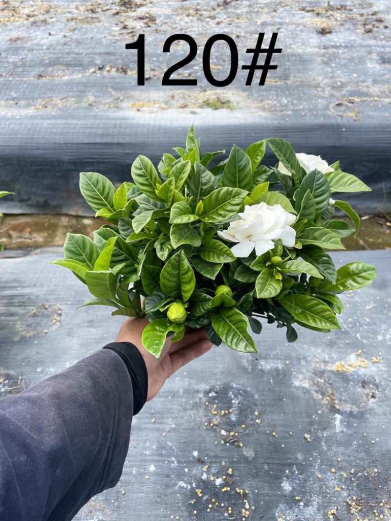 栀子花（种植基地批发）