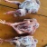 二级全净膛5-6两乳鸽