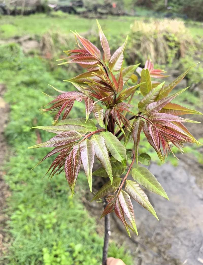 贵州野生香椿