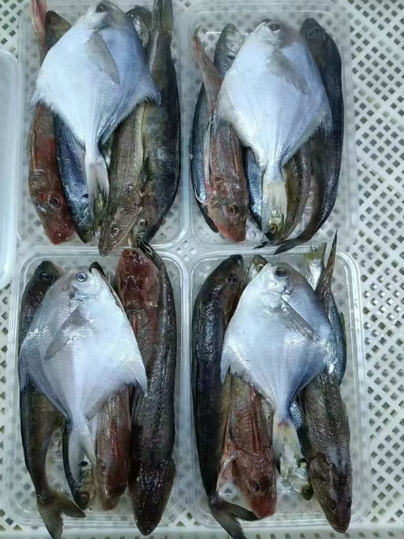 海杂鱼