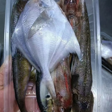 海杂鱼