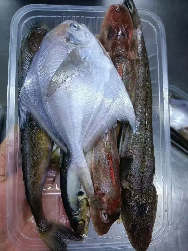 海杂鱼