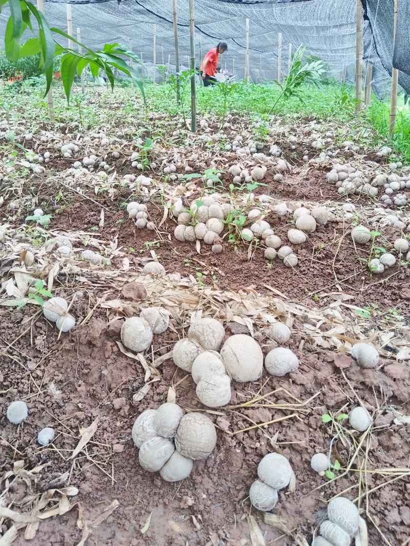 宜宾竹荪