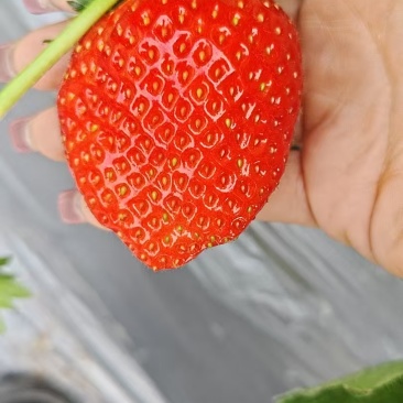 草莓来了